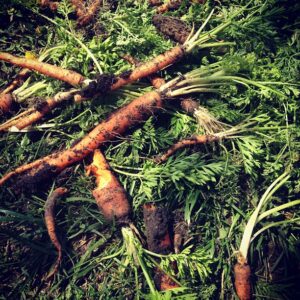 Early-Spring Planting at the Office Image